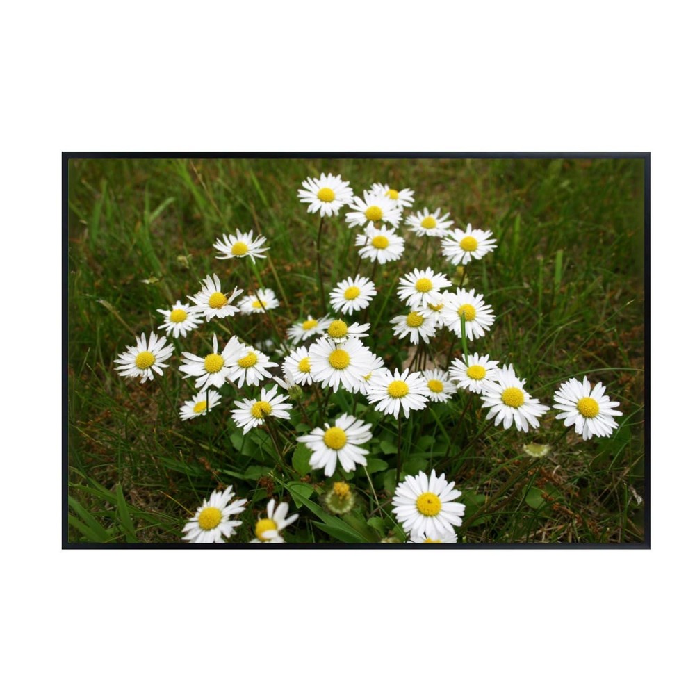 White Daisy Flower Art Print – Minimalist Botanical Wall Decor Unframed