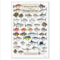 Mississippi Gulf Coast Fish Unframed Poster 24×36 – Saltwater Fishing Chart Art