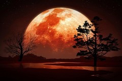 Full Moon Glowing Behind Trees Illustration Art Print Poster 24×36 inch