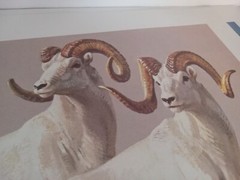 Vintage…Lot 3 .Original ..Gallery «Kuhn» Animal Art Prints Office..Cabin..Farm