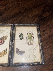 Nature Botanical Rustic Framed Prints Set Of 3 WallArt DragonflyButterflyInsects