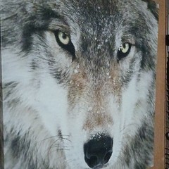 Realistic Wolf Face Animal Print Poster Gray Brown White Black Vertical Decor
