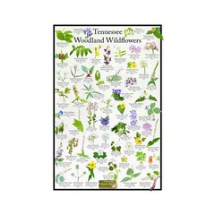 Tennessee State Wildflower Identification Nature Posters / Flower ID Field Guide