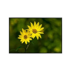 Yellow Daisy Botanical Print – Vibrant Flower Wall Art for Living