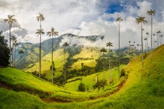 Cocora Valley in Colombia Print Premium Poster High Quality choose sizes