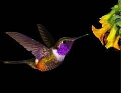 3D WILDLIFE LENTICULAR PRINT PICTURE 3D WALL ART POSTER HUMMINGBIRD-2 NO FRAME