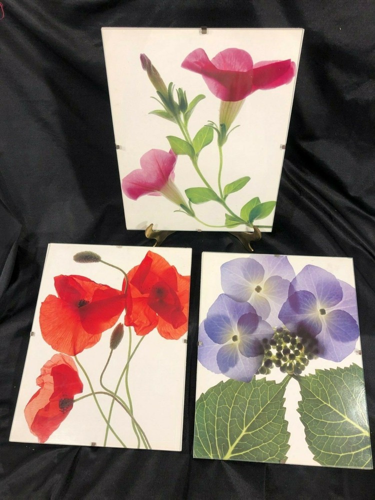 3 8″x10″ flower backlit photo art prints on white float-mounted in glass frames