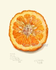 Orange Citrus Fruit Botanical Wall Art Set of 9 Prints Kitchen Dining Unframed