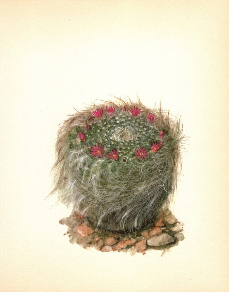 Vintage Cactus Print Botanical Print Pink Flower Art Old Lady Cactus Art 5673-64