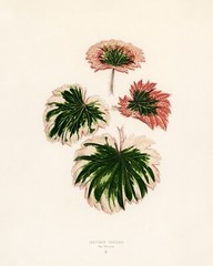 13420.Wall Decor Poster.Room Interior art design.Rare plant leaf.Saxifrage