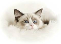 RAGDOLL CAT GLOSSY POSTER PICTURE PHOTO kitten feline meow cute pretty nice 1673
