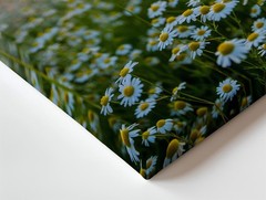 Serene Field Of White Daisies With Vibrant Yellow Centers Stretches Wall Art