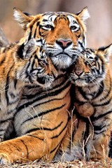 Bengal Orange Tiger With Two Cubs Family Art Home Decor – POSTER 20×30