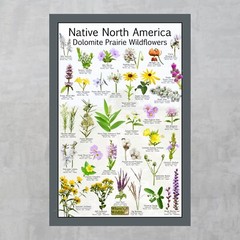 Native North America Dolomite Prairie Wildflowers Flower Identification Poster