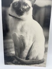 Vintage Siamese Cat B&W Photograph on Board Wall Art 8″ x 13.5″