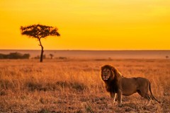 Lion on the Planes of Africa Nature Banner Picture Poster Photo Print