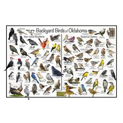 Backyard Birds of Oklahoma Bird Identification Nature Poster / Quick Bird Guide