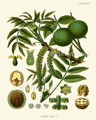 Herbs and Spices Print Set Botanical Wall Art of 9 Prints Beautiful Unframed