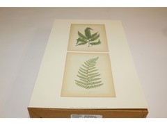 11″ x 14″ Ferns Art Print – Applejack Art 2005 – Printed in USA – LO0506