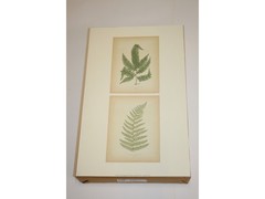 11″ x 14″ Ferns Art Print – Applejack Art 2005 – Printed in USA – LO0506