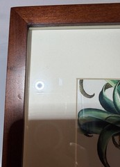 Set Of 2 Pottery Barn Framed Botanicals Artwork Room Decor 9” X 9”
