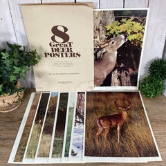 Vintage Collection 8 Deer Prints Picture Posters Photographs Nature Rustic 11×16