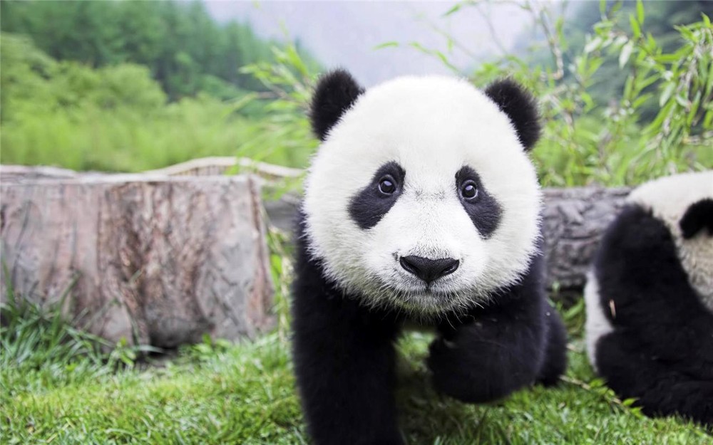 ADORABLE BABY PANDA GLOSSY POSTER PICTURE PHOTO china bear bamboo cute 2105