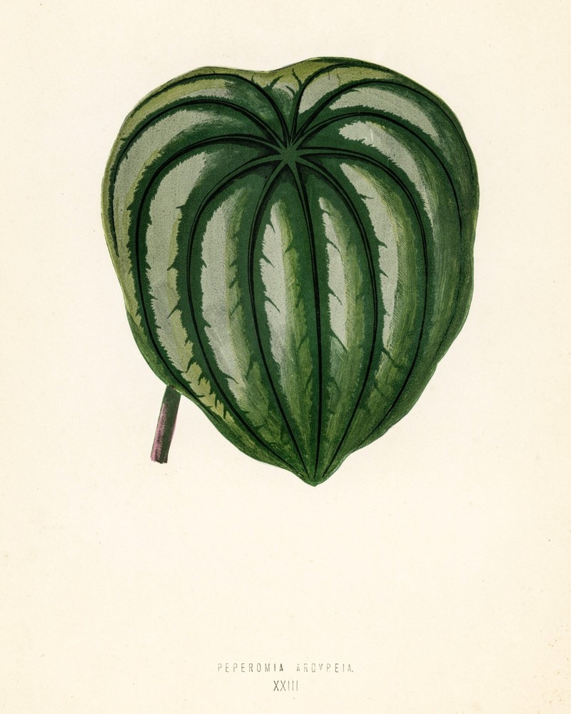 13401.Wall Decor Poster.Room Interior art design.Rare plant leaf.Pepper Elder