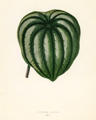 13401.Wall Decor Poster.Room Interior art design.Rare plant leaf.Pepper Elder