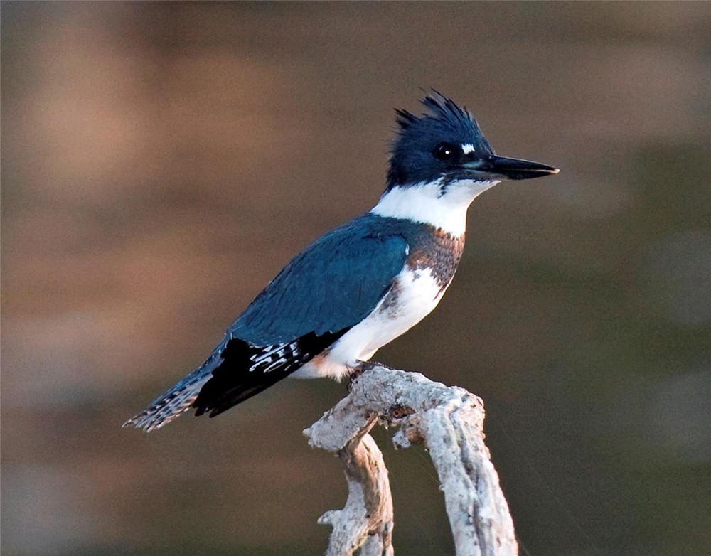 BELTED KINGFISHER BIRD GLOSSY POSTER PICTURE PHOTO BANNER PRINT 9264