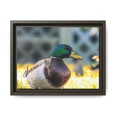 Mallard Duck Photo Matte Canvas Framed | Nature Wall Art