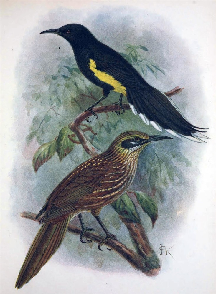 EXTINCT MOHOIDAE HONEYEATER BIRD GLOSSY POSTER PICTURE PHOTO PRINT BANNER 10583
