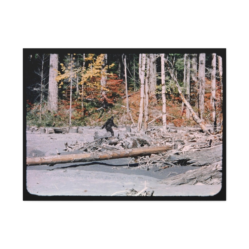 HUGE Bigfoot, Patterson Gimlin 352 on a 40×30″ Canvas, Digitally Enhanced