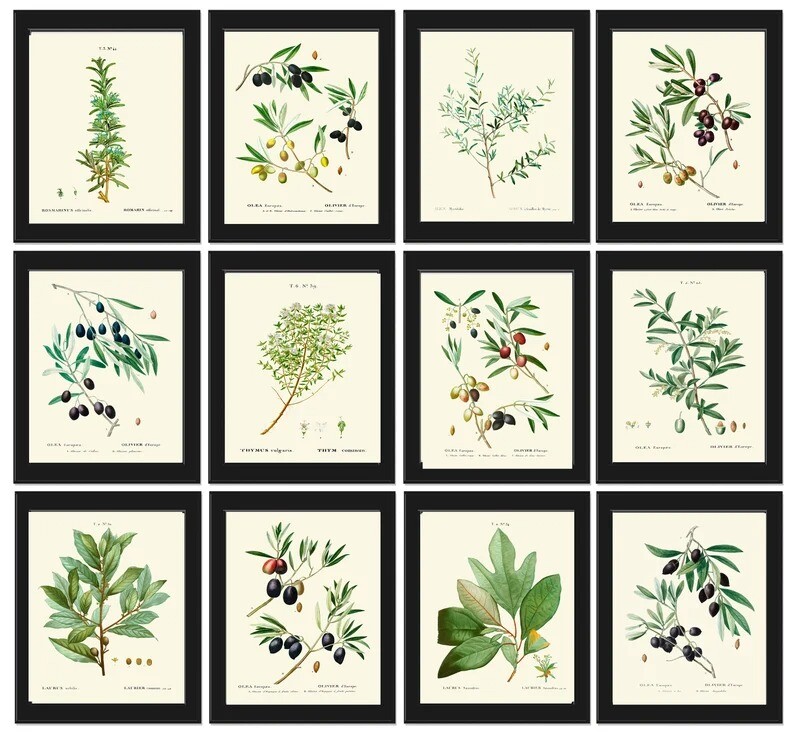 Herbs Botanical Wall Art Set of 12 Prints Beautiful Antique Vintage Unframed