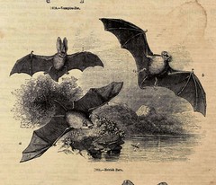POSTER PRINT Assorted Spooky Bats Bat Skeleton Bat Anatomy Halloween Decor II