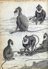 13118.Decor Poster.Wall Room home art vintage design.Ceylon monkeys illustration