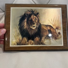 Rare Vintage Metallic Foil Lithograph Majestic Male Lion Wildlife Framed Decor