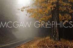 WINSTON, DAVID LORENZ – YELLOW LEAVES IN FOG – ART PRINT POSTER 11″ X 14″ (1586)