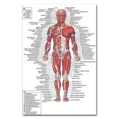 74501 Human Anatomy Body Map Medical Education Wall Print Poster US