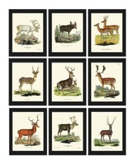 Moose Elk Deer Prints Wall Art Set of 9 Beautiful Antique Vintage Unframed
