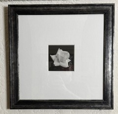 Framed Black & White Rose Print | Elegant Floral Wall Art | Ready to Hang