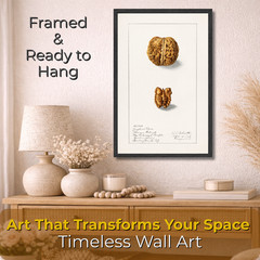 Vintage Walnut Illustration Poster Framed 11×17 Botanical Kitchen Decor Wall Art