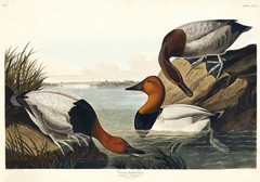 Canvas Backed Duck – 1827 – Illustration Poster