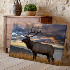 Majestic Elk Stands Proudly In A Golden Field, Its Impressive Antlers Wall Art