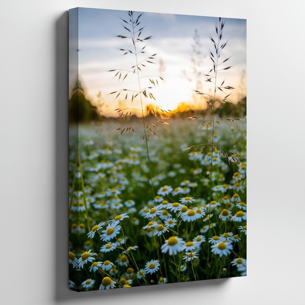 Serene Field Of White Daisies With Vibrant Yellow Centers Stretches Wall Art