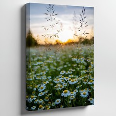 Serene Field Of White Daisies With Vibrant Yellow Centers Stretches Wall Art