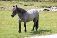 Noriker Horse Breed Austria GLOSSY POSTER PICTURE PHOTO PRINT BANNER 13036