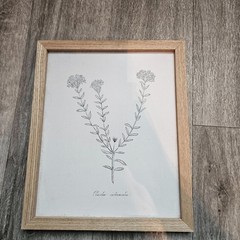 Pimelea Intermedia Framed Botanical Print Natural Wood Minimalist Wall Art 10×12