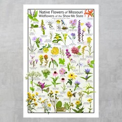 Native Wildflowers of Missouri – Wildflowers of the Show-me State Flower Poster