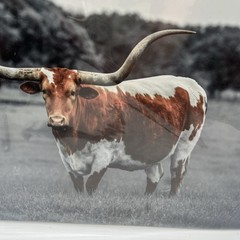Texas Longhorn Steer Cattle Western Animal Wall Picture Art 18″x12″